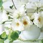 White Folia Rose Bowl 13cm