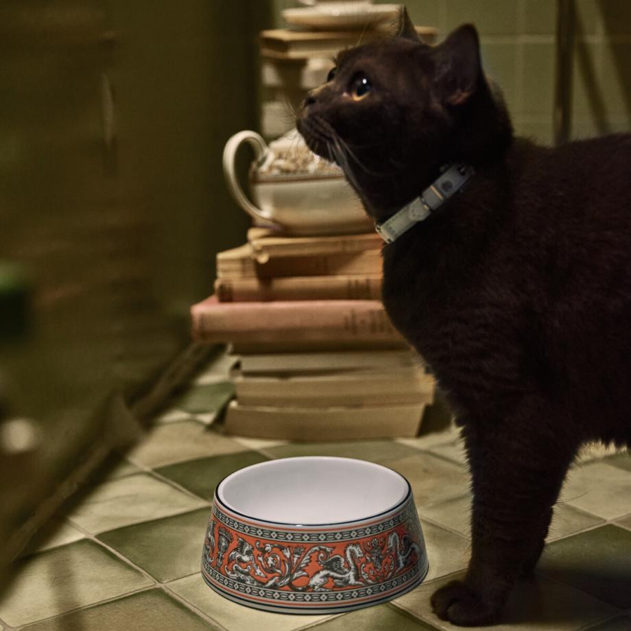 Wedgwood Florentine Pet Bowl 17cm Salmon